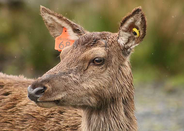 Deer in Scotland