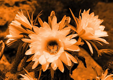 Cactus Flowers orange 1389