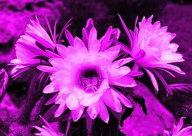 Cactus Flowers magenta