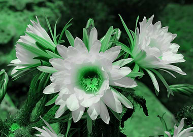 Cactus Flowers green 1389