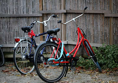 Dolphins coffeshop deco