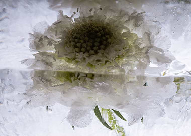 White Scaevola in ice 1