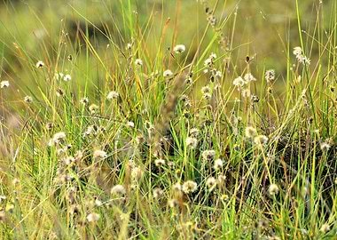 Green Grass and Flowers
