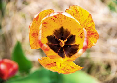 Glorious tulips in Spring