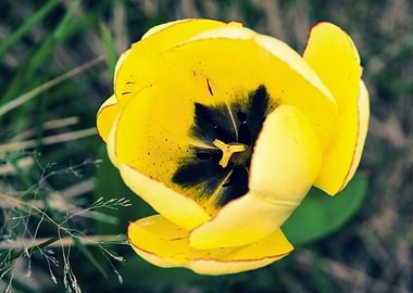 Glorious tulips in Spring