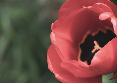 Glorious tulips in Spring