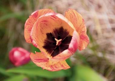 Glorious tulips in Spring