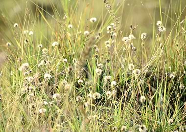 Green Grass and Flowers