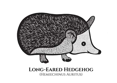 Hedgehog with Latin Names