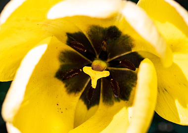 Glorious tulips in Spring