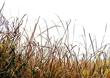 Green Grass and Flowers