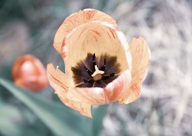 Glorious tulips in Spring