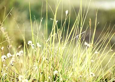 Green Grass and Flowers