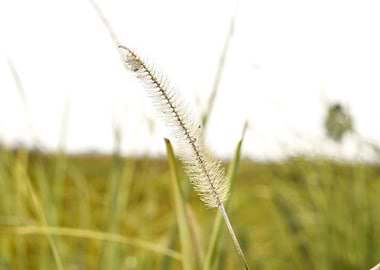Green Grass and Flowers