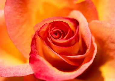 Pink Rose with Love