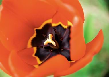 Glorious tulips in Spring