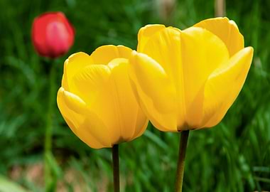Glorious tulips in Spring