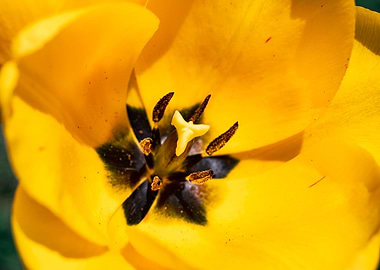 Glorious tulips in Spring