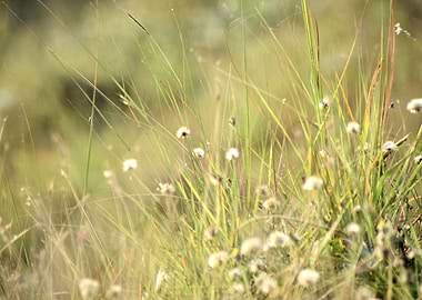 Green Grass and Flowers