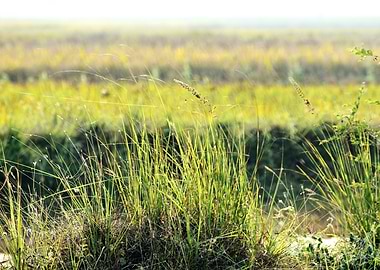 Green Grass and Flowers