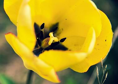 Glorious tulips in Spring