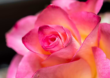 Pink Rose with Love