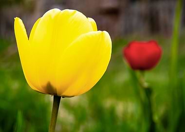 Glorious tulips in Spring