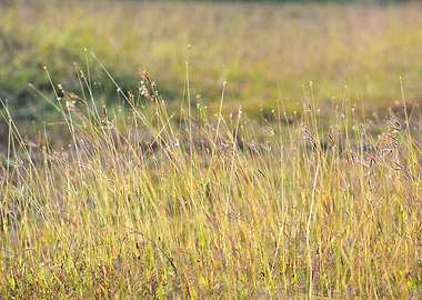 Green Grass and Flowers