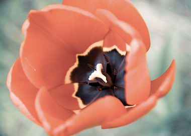 Glorious tulips in Spring