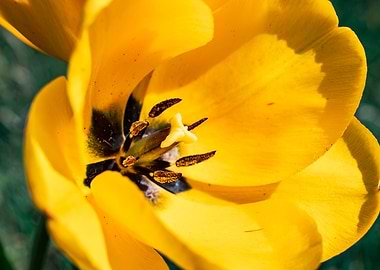 Glorious tulips in Spring