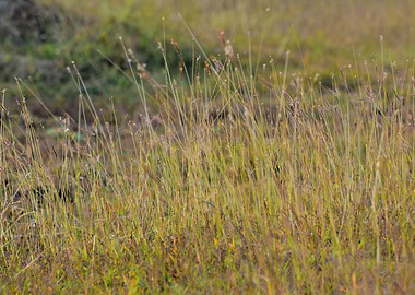 Green Grass and Flowers