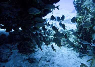 Fish in a Coral Arch