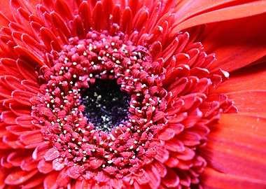 Closeup of Red Flower