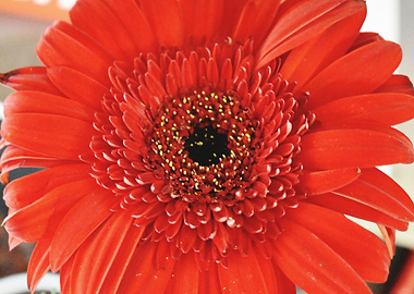 Closeup of Red Flower