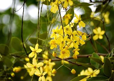 Yellow Flowers