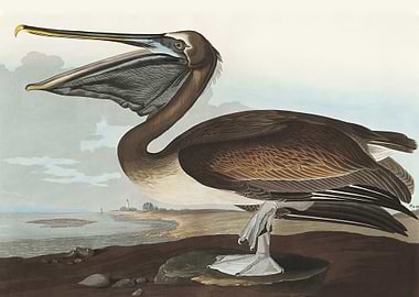 Brown Pelican