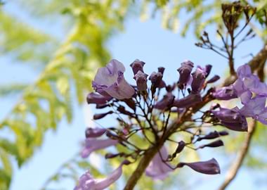 Beautiful Fresh Flower