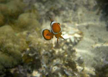 Clown Fish
