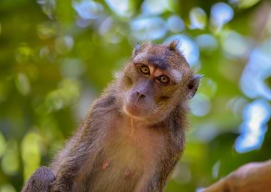 Monkey in the Wild