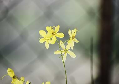 Yellow Flowers