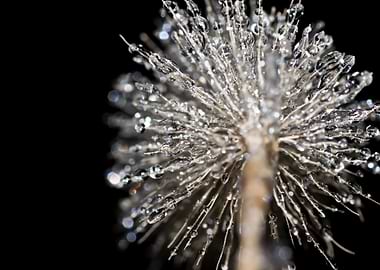 Frozen foxtail closeup