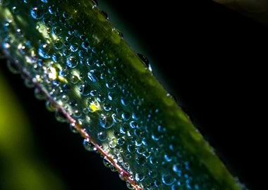 Magic drops on a leaf