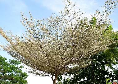 Beautiful Fresh Plant