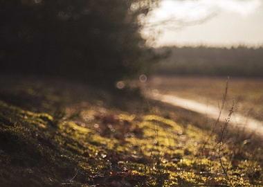 On The Side Of The Path