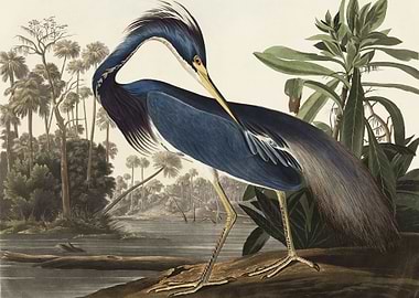 Louisiana Heron