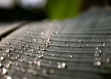 Waterdrops on a leave