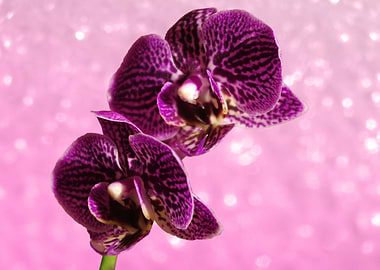 Purple Macro Orchids