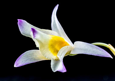 Tropical Gellb Orchid 7