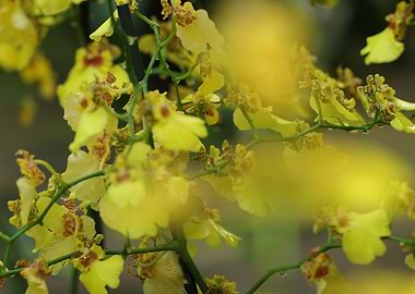 Yellow Orchids Plant