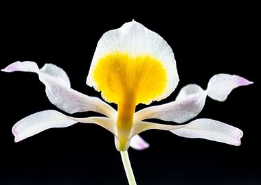 Tropical Gellb Orchid